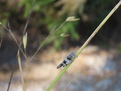 Oedipoda charpentieri