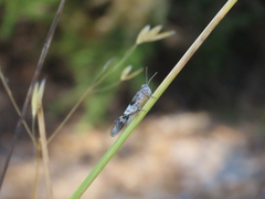 Oedipoda charpentieri