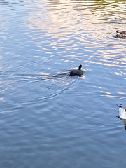 Fulica atra