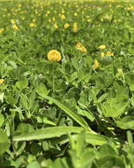 Arachis repens