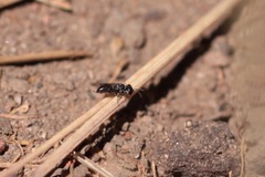 Miscophini