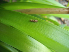 Parochmastis hilderi