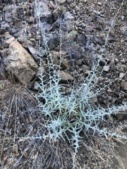 Stephanomeria cichoriacea