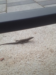 Podarcis muralis
