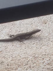 Podarcis muralis