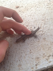 Podarcis muralis