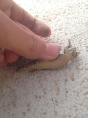 Podarcis muralis