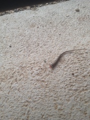 Podarcis muralis