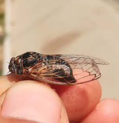 Cicadatra atra