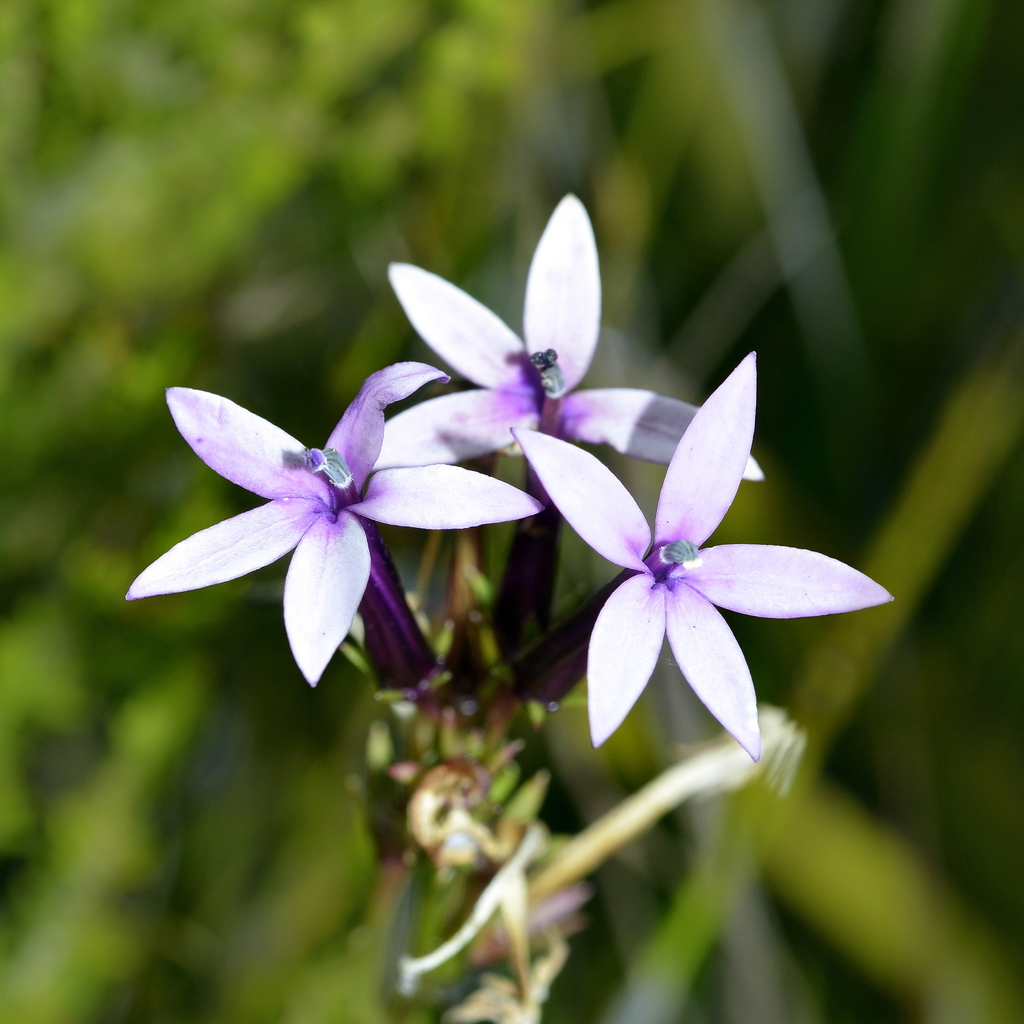 Tube Lobelia