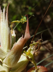Tillandsia bourgaei