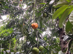 Garcinia atroviridis