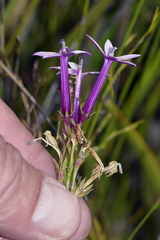 Lobelia stenosiphon