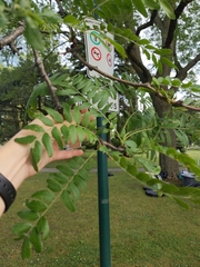 Gleditsia
