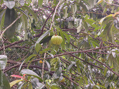 Garcinia atroviridis