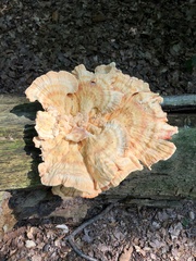 Laetiporus sulphureus