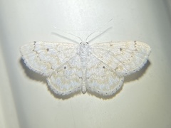 Idaea obfusaria
