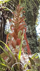 Tillandsia bourgaei