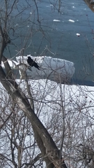 Corvus brachyrhynchos