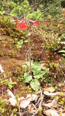 Ourisia coccinea coccinea