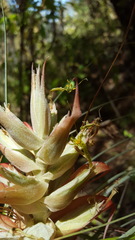 Tillandsia bourgaei