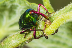 Eurhinus