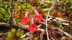 Ourisia coccinea coccinea