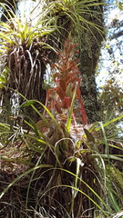 Tillandsia bourgaei