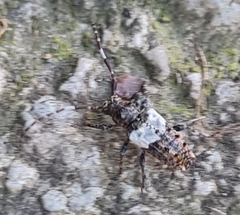Pogonocherus hispidulus