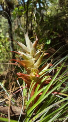 Tillandsia bourgaei