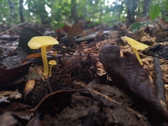 Marasmius rhyssophyllus