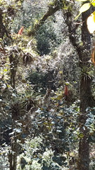 Tillandsia bourgaei
