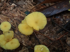 Marasmius rhyssophyllus