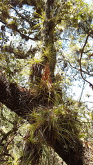 Tillandsia bourgaei