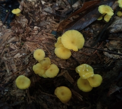 Marasmius rhyssophyllus