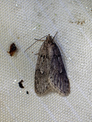 Semioscopis