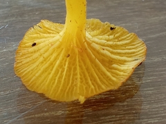 Marasmius rhyssophyllus