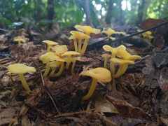 Marasmius rhyssophyllus
