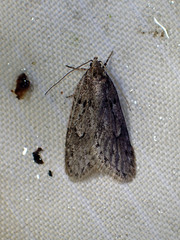 Semioscopis