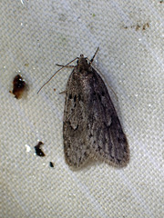 Semioscopis