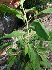 Pluchea carolinensis