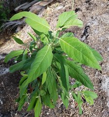 Pluchea carolinensis