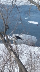 Corvus brachyrhynchos