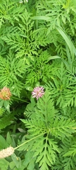 Trifolium pratense