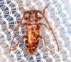 Eupogonius tomentosus