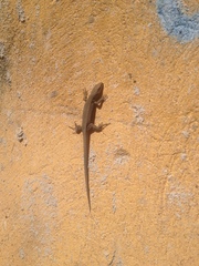 Podarcis muralis