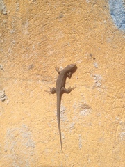 Podarcis muralis