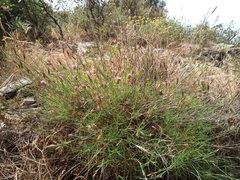 Dianthus pyrenaicus attenuatus