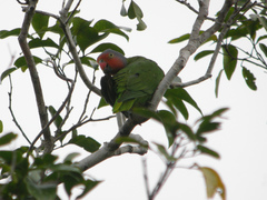 Red-Cheeked Parrot photo 3