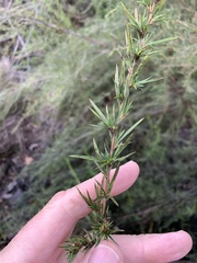 Cliffortia strobilifera